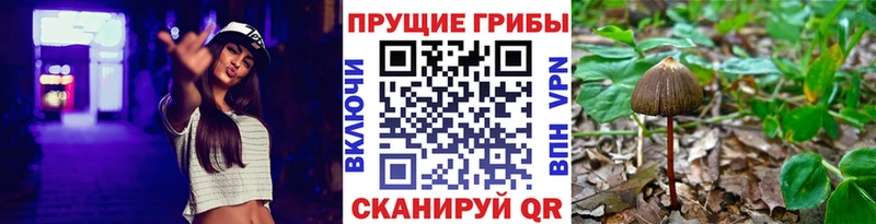 Псилоцибиновые грибы Cubensis  Нововоронеж 